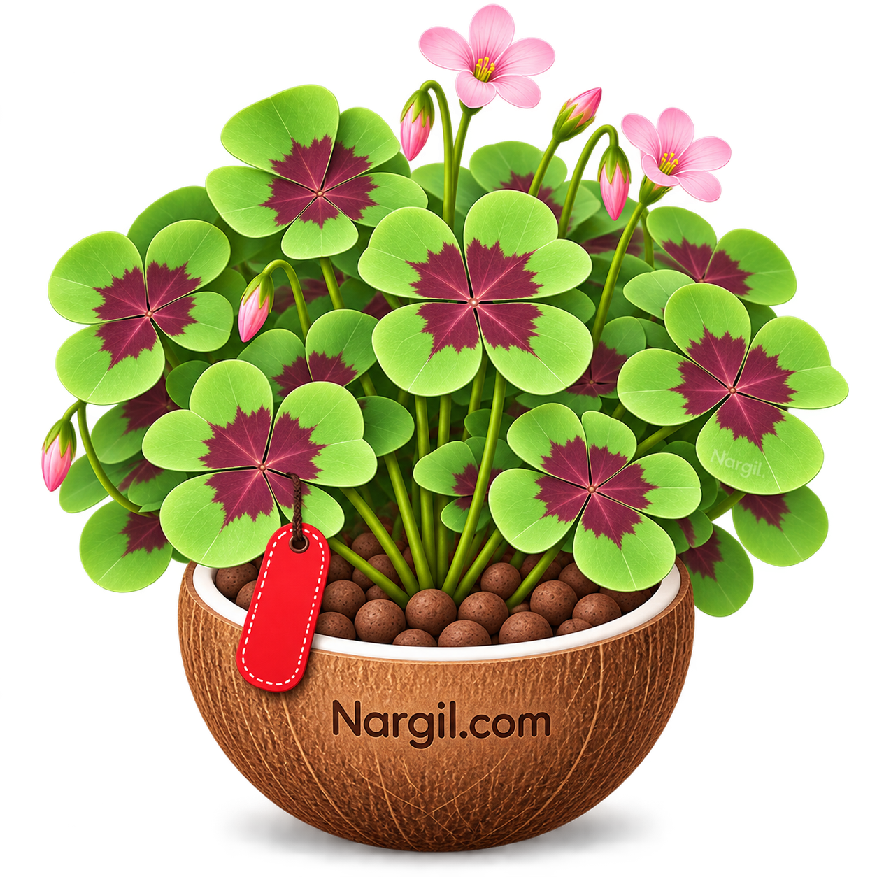 Nargil_Oxalis tetraphylla